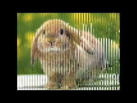 Coelhinho da Páscoa com letras - baixar - vídeo